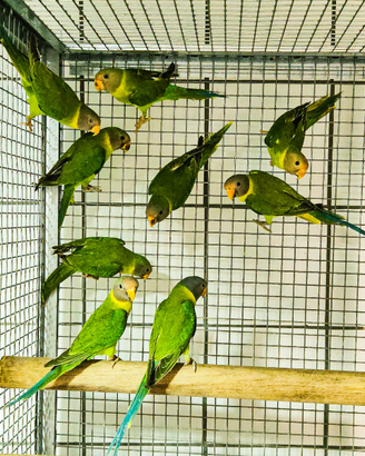 Parrocchetti testa di prugna