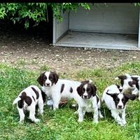 Cuccioli di Springer spaniel inglese