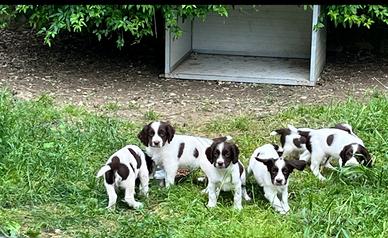 Cuccioli di Springer spaniel inglese