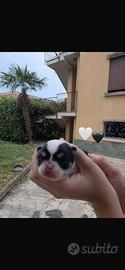 La principessina