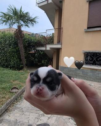 La principessina
