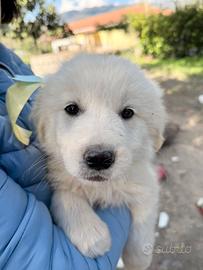 Paco - Cucciolo in adozione