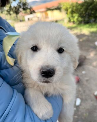Paco - Cucciolo in adozione