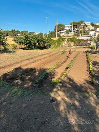 Terreno agricolo a 400 mt dal mare
