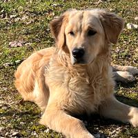 Golden retriver