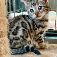 Cuccioli bengala con pedegree aperto