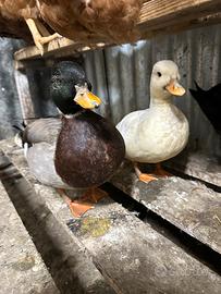 Coppia anatre mignon