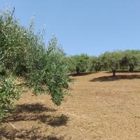 Terreno agricolo 3757 m² con uliveto - Bagheria, C