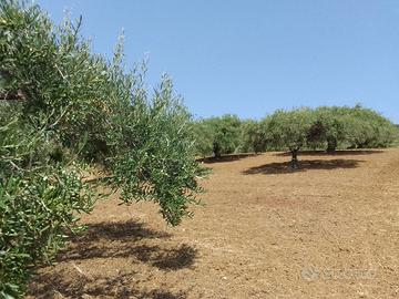 Terreno agricolo 3757 m² con uliveto - Bagheria, C