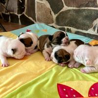 Bulldog francesi con pedigree