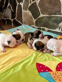 Bulldog francesi con pedigree