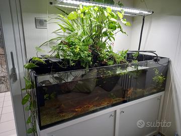 Acquario