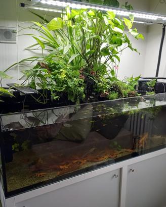 Acquario
