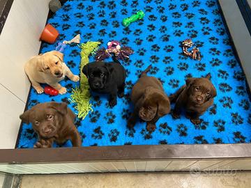 Cuccioli Labrador