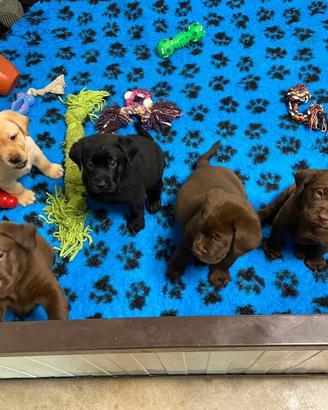 Cuccioli Labrador