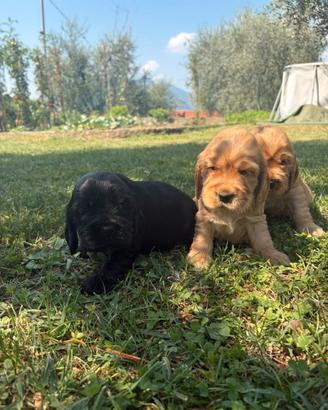 Cuccioli di cocker