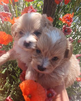 Cuccioli di Maltipoo Nori e Sky