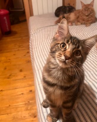 Disponibili cuccioli di Maincoon