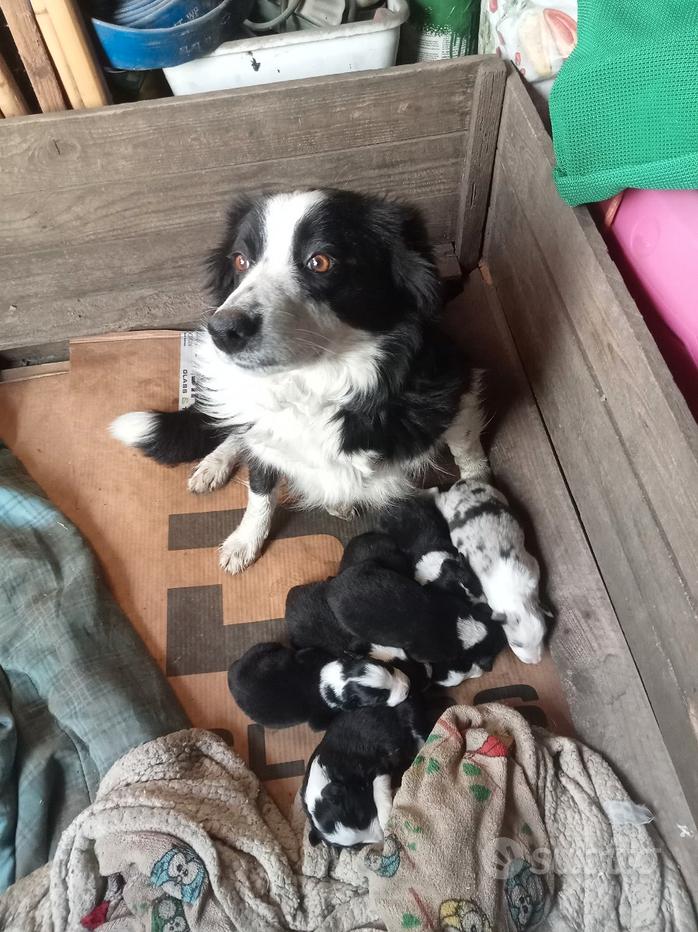 Border Collie: un compagno dinamico e intelligente