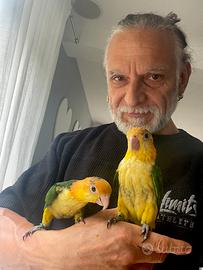 Pappagalli caicco testa arancio allevati a mano