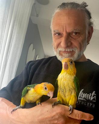 Pappagalli caicco testa arancio allevati a mano