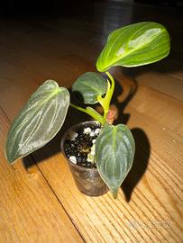 Talea philodendron melanochrysum
