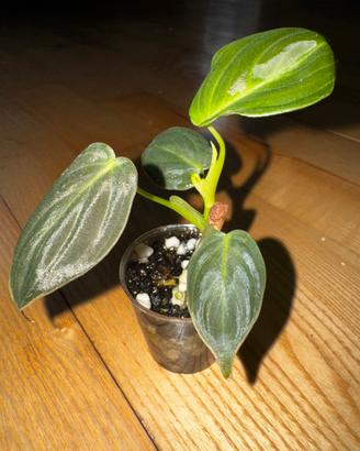 Talea philodendron melanochrysum