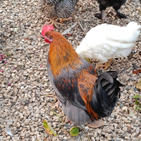 Gallo olive egger