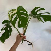 Monstera e syngonium variegati