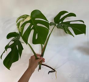 Monstera e syngonium variegati