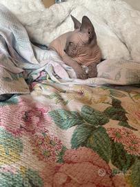 Gattina Sphynx