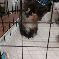 Maine coon