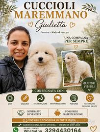 Cucciola Pastore Maremmano Abruzzese