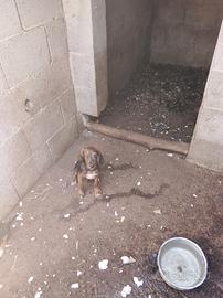 Segugetti maremmano