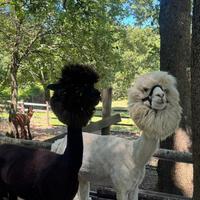 Alpaca