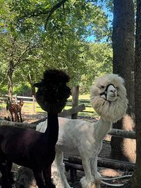 Alpaca
