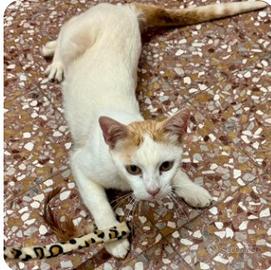 Maschio 2 anni -