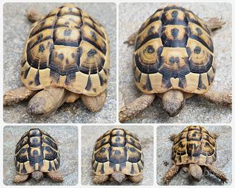 Tartarughe di terra - Testudo THB Femmine