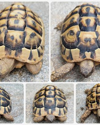 Tartarughe di terra - Testudo THB Femmine