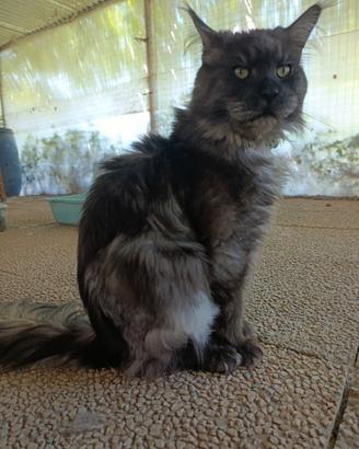 Maine coon accoppiamento