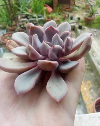Echeveria Cupid Pianta grassa 