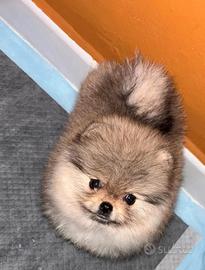 Spitz nano di pomerania