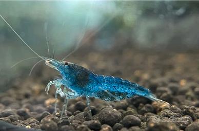 Gamberetti / caridine / "Aura Blue"