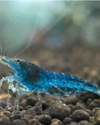 Gamberetti / caridine / "Aura Blue"