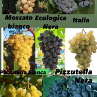 Piante di uva da tavola