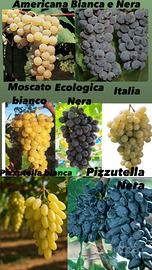 Piante di uva da tavola