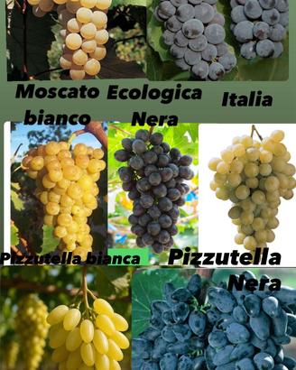 Piante di uva da tavola