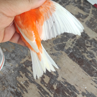 Canarini Rosso Intenso/ brinato e Rosso avorio