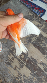 Canarini Rosso Intenso/ brinato e Rosso avorio