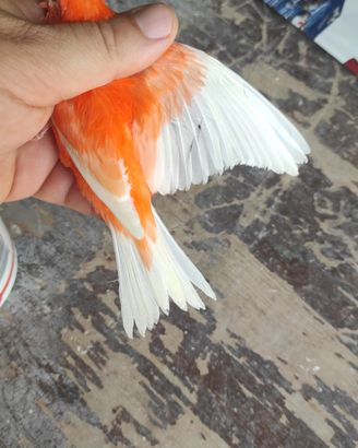 Canarini Rosso Intenso/ brinato e Rosso avorio